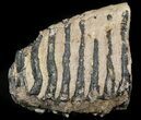 Partial Southern Mammoth Molar - Hungary #45551-1